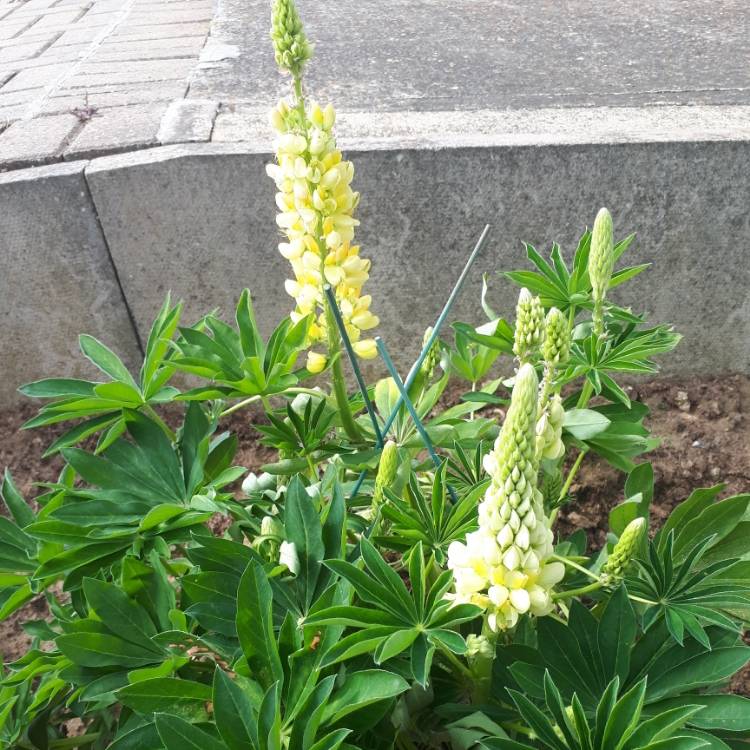 Plant image Lupinus 'Chandelier'