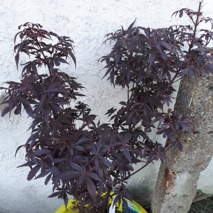 Plant image Acer palmatum 'Skeeter's Broom'