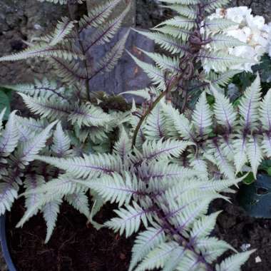 Athyrium niponicum pictum 'Godzilla'