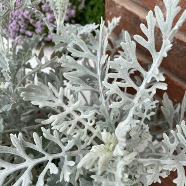 Silver ragwort 'Silver Dust'