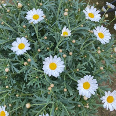 Marguerite Daisy