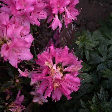 Azalea 'Kermesina'