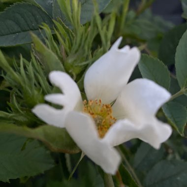 Wood anemone