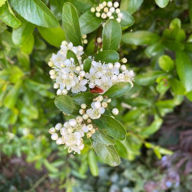 Mexican Orange Blossom