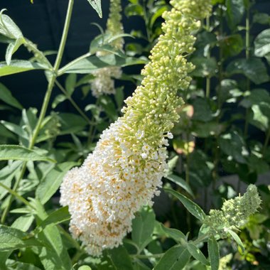 Butterfly Bush 'White Profusion'