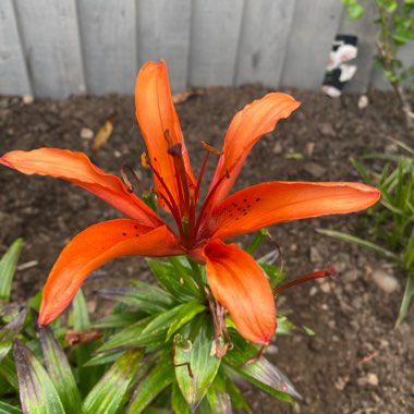 Lily 'Orange Joy' (Asiatic)