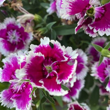 Sweet William