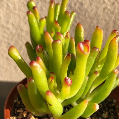 Crassula Ovata 'Ogre Ears'