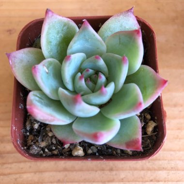 Echeveria 'Chihuahuaensis'