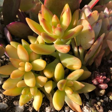 Sedum Golden Glow