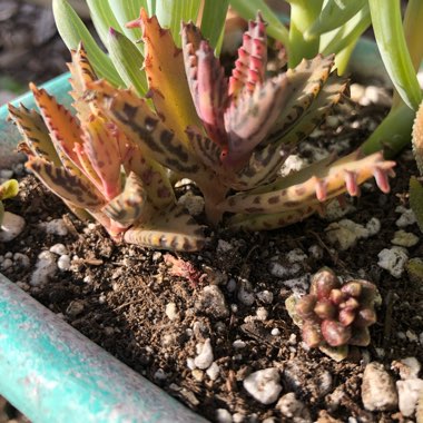 Mother of thousands