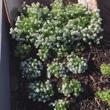 Lobularia maritima 'Carpet Of Snow'