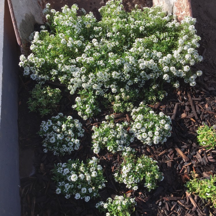 Plant image Lobularia maritima 'Carpet Of Snow'