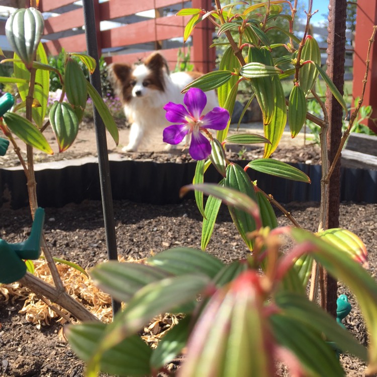 Tibouchina 'Jules'