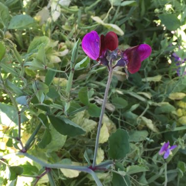 Lathyrus odoratus