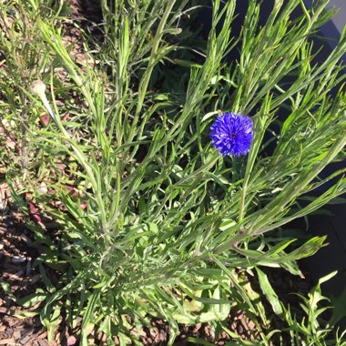 Centaurea cyanus 'Blue Ball'