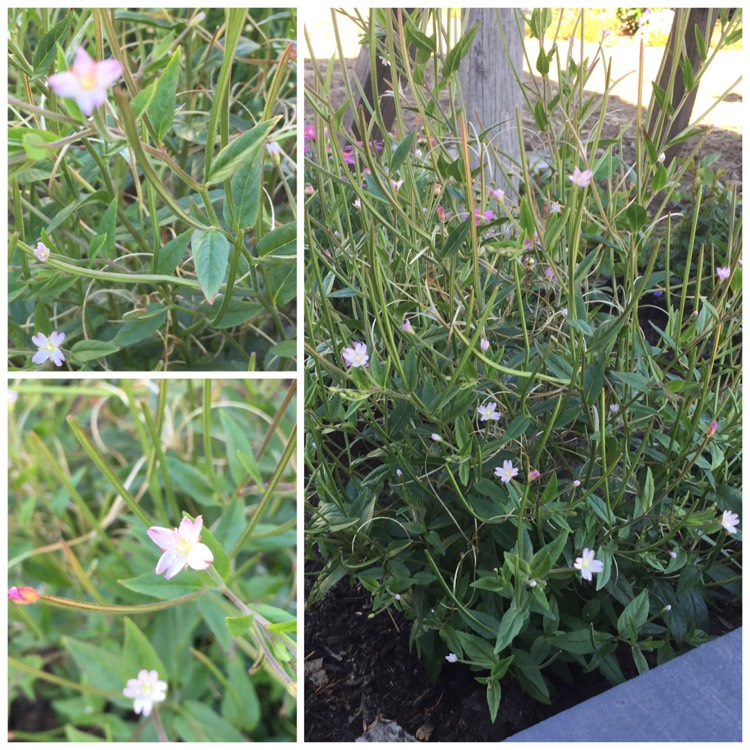 Plant image Epilobium Ciliatum