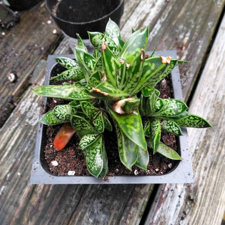 Plant image Gasteria Liliputana