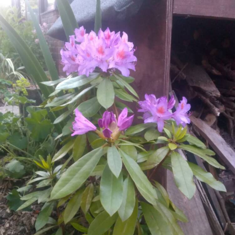 Plant image Rhododendron 'Marcel Menard'