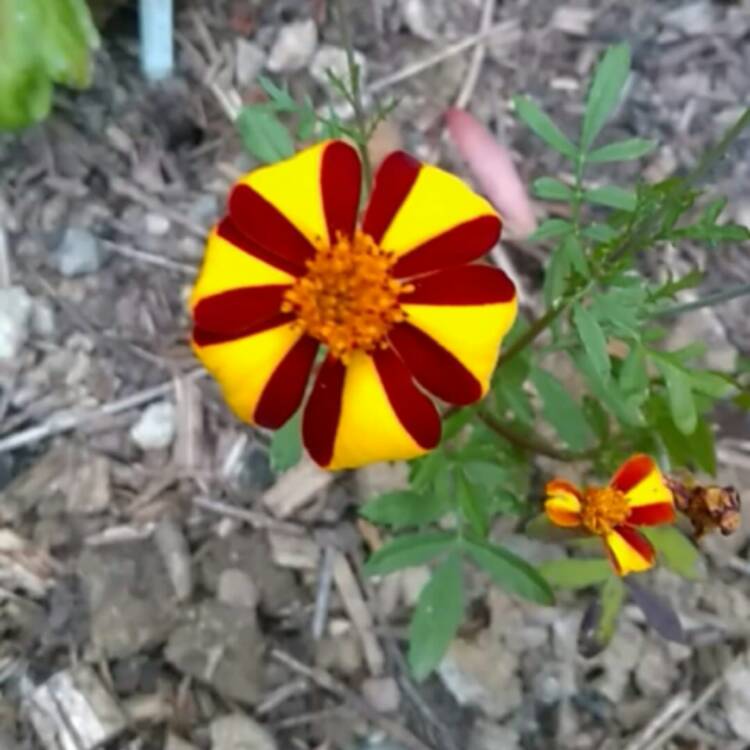 Plant image Tagetes patula 'Striped Marvel'