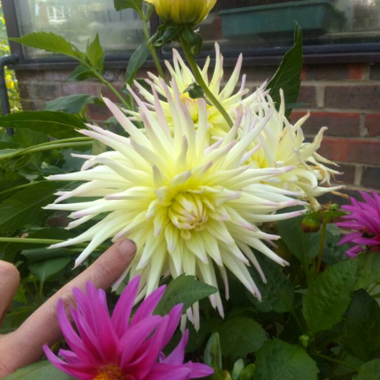 Plant image Dahlia 'Mingus Gregory'