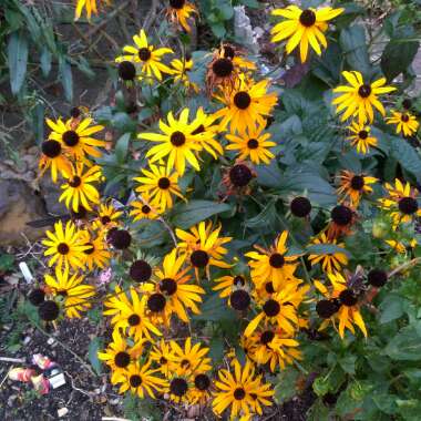 Newman's Coneflower,