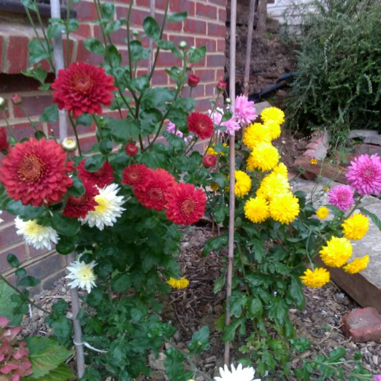 Plant image Chrysanthemum x morifolium 'Yellow'