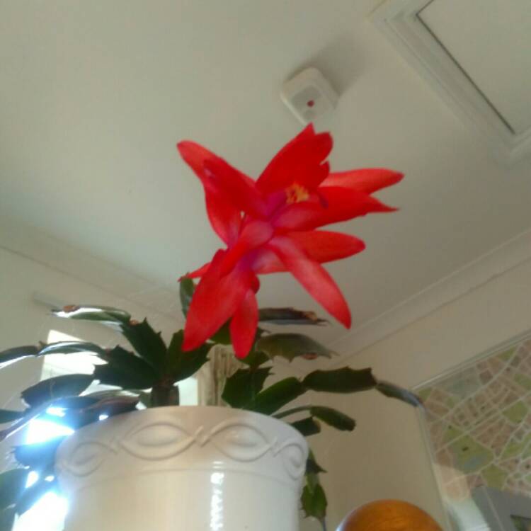 Plant image Schlumbergera truncata Caribbean Dancer