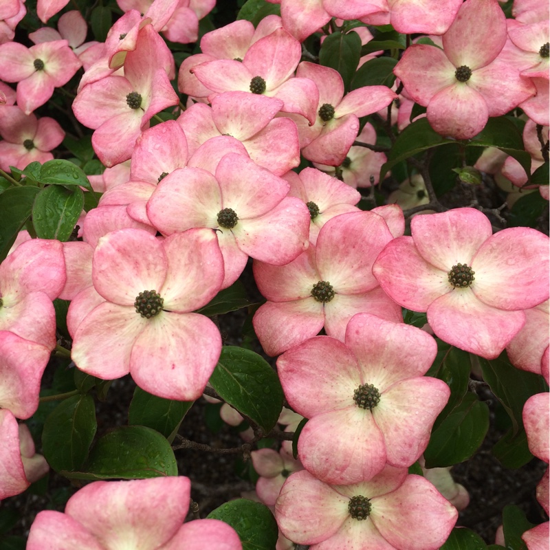 Plant image Cornus florida f. rubra