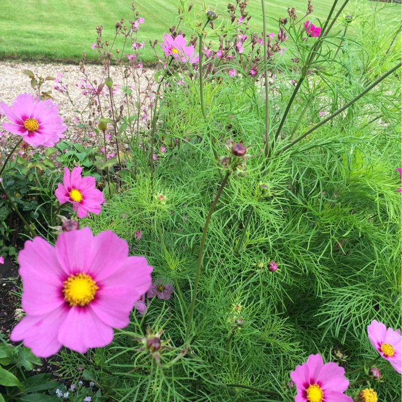 Plant image Cosmos Bipinnatus 'Sensation ' (Mixed)