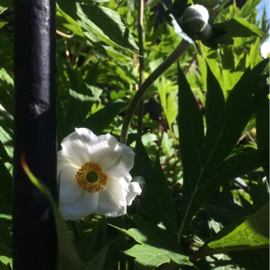 Japanese Anemone 'Honorine Jobert'