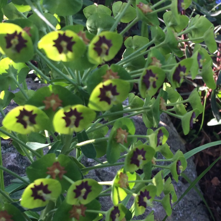 Plant image Euphorbia 'Efanthia'