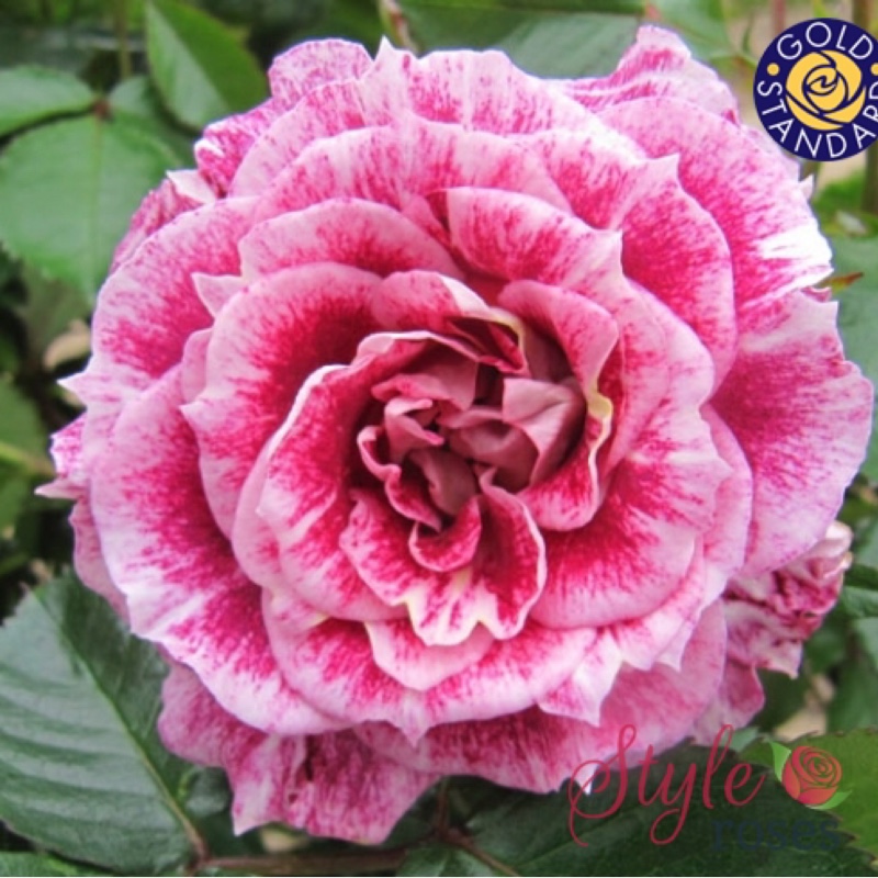 Plant image Rosa 'Let's Celebrate'