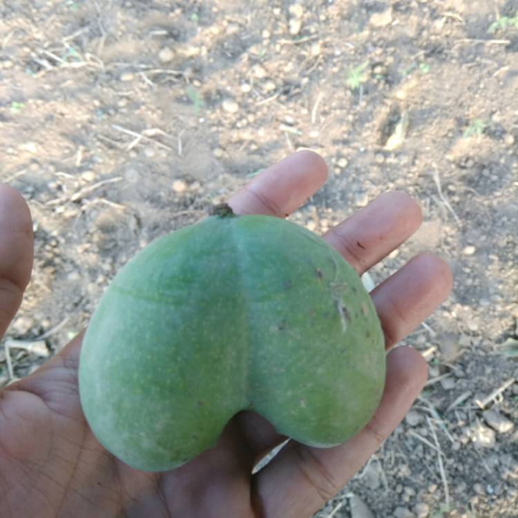 Plant image Mangifera Indica