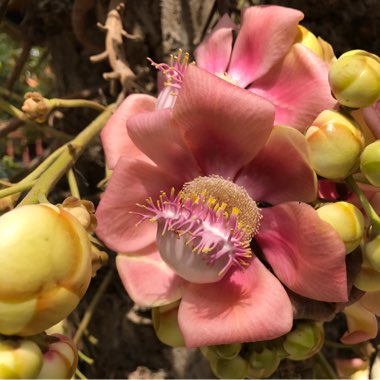 Couroupita Guianensis