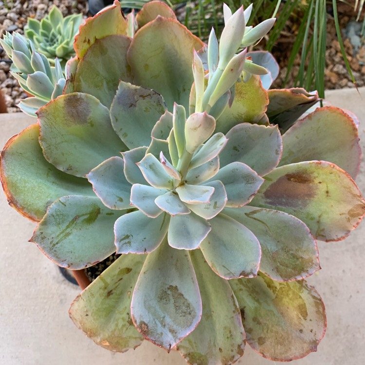 Plant image Echeveria Blue Sky