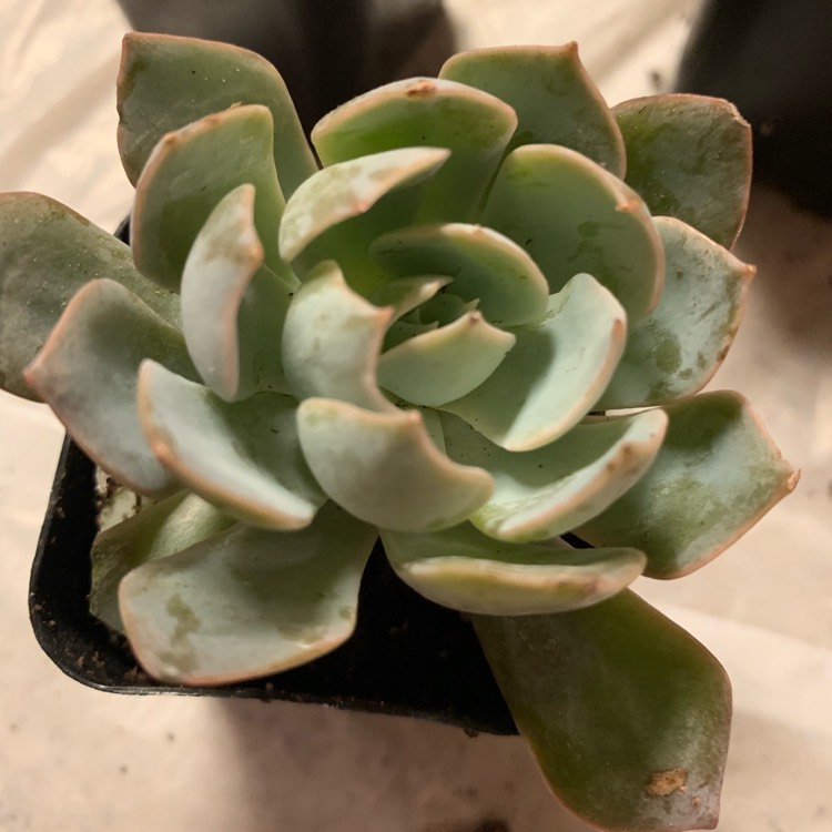 Plant image Echeveria Colorata Ice