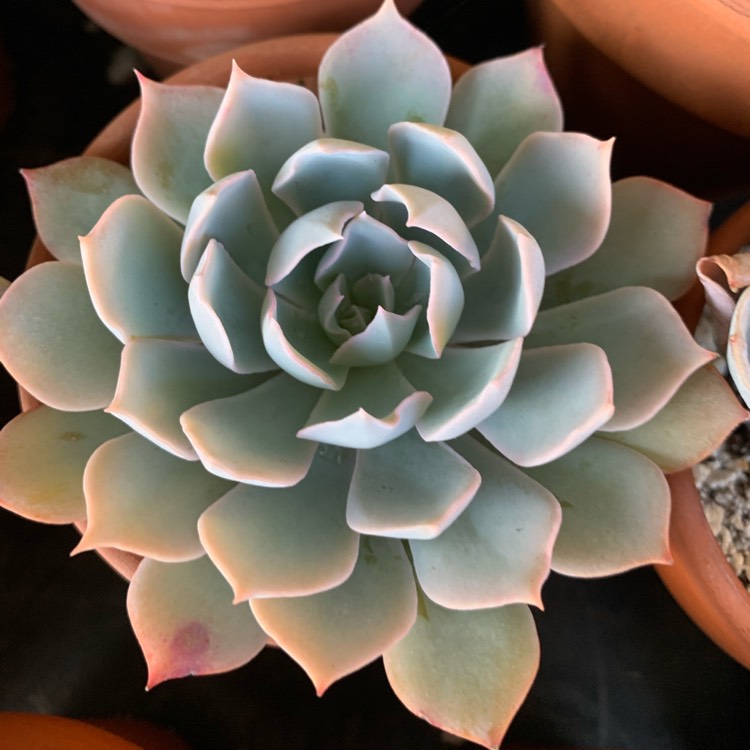 Plant image Echeveria Blue Heron