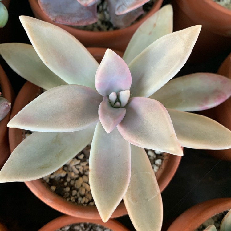 Plant image Graptopetalum Paraguayense ‘Peach'