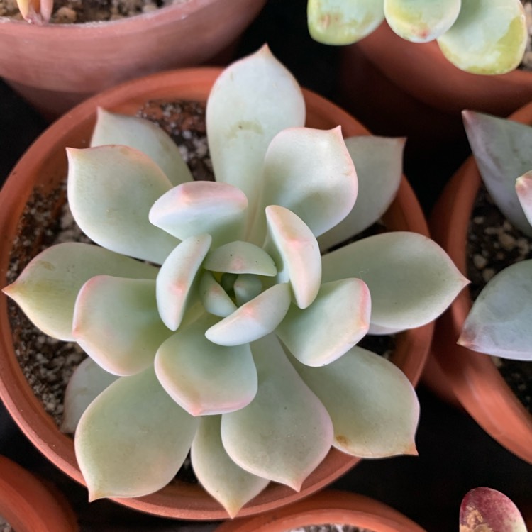 plant image 1217957