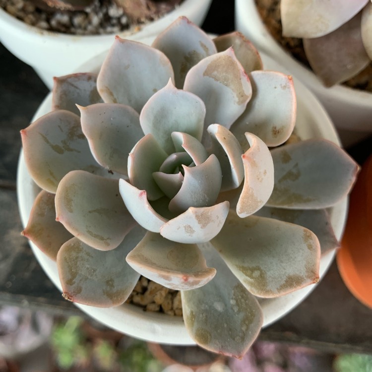 Plant image Echeveria Colorata Ice