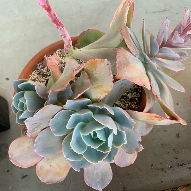 Plant image Echeveria Blue Sky