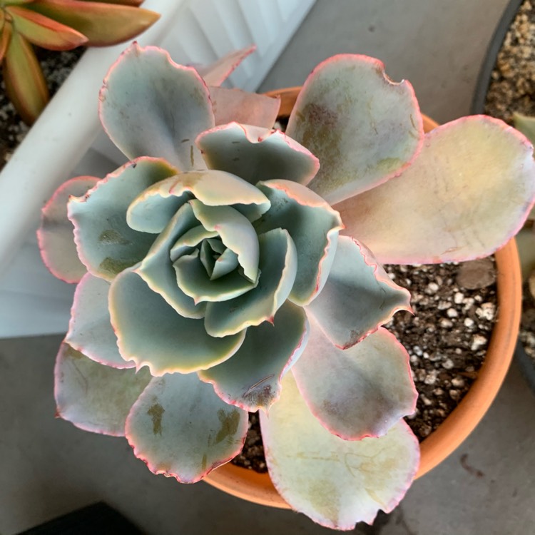 Plant image Echeveria Blue Sky