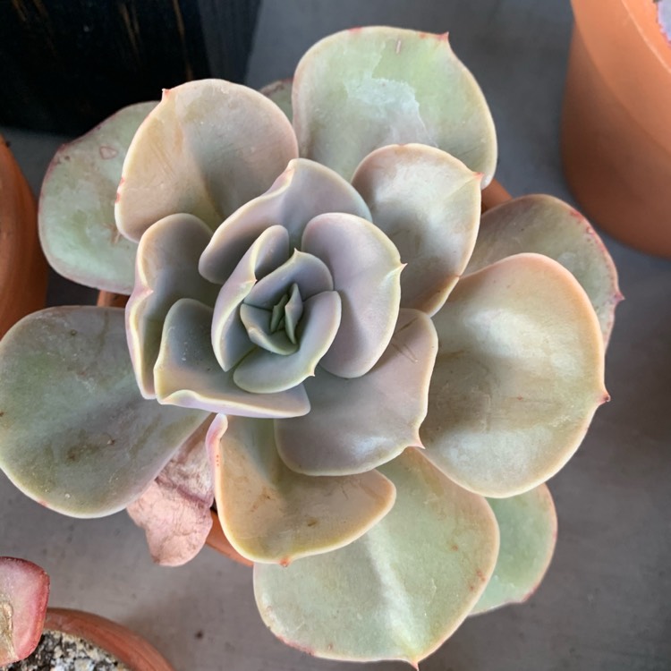 Plant image Echeveria Gigantea Sp.