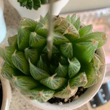 Haworthia 'Cathedral Window'