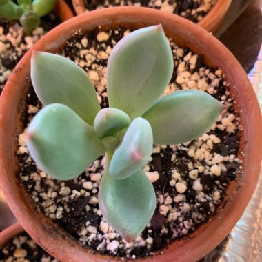 Pachyphytum