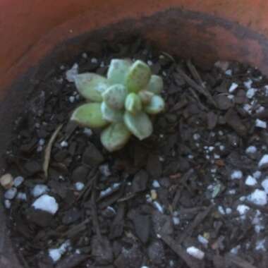 Adromischus 'Plover Eggs Plant'