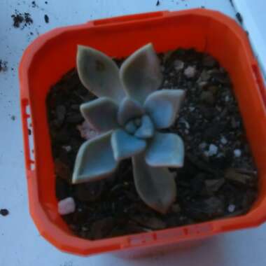 Graptopetalum 'Ghost plant'