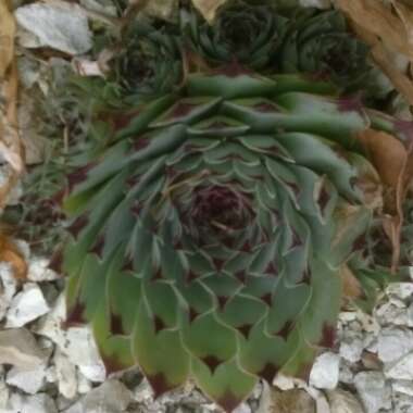 Sempervivum