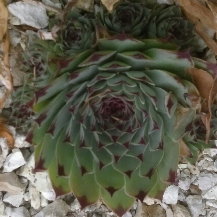 plant image 325639